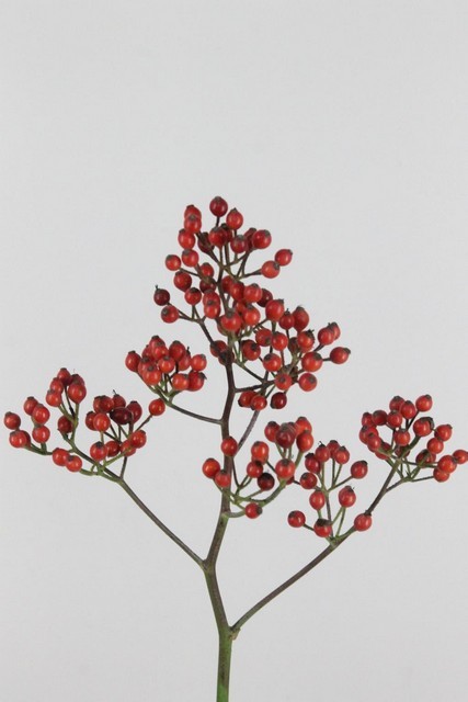 Semilla Rosa Autumn Rosefruits 55cm