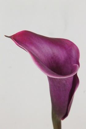 Calla Rosso 55cm
