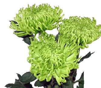 Uniflor Col. Clemente verde