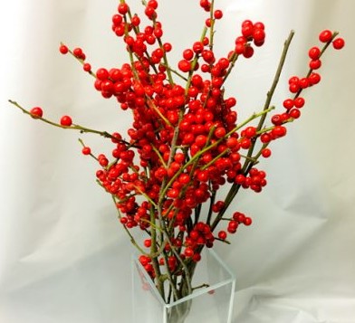 Ilex Verticillata 30cm "A2"