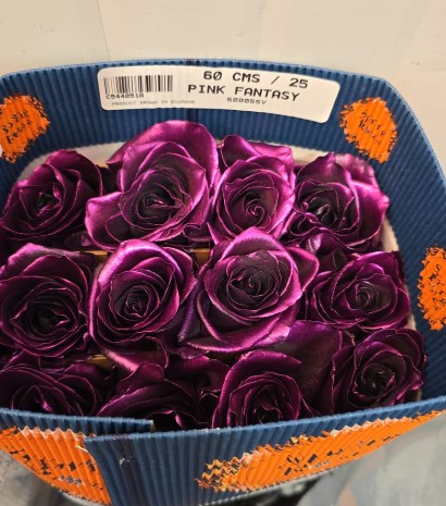 Rosa  Ecu. Tintada Pink Fantasy 60 cm