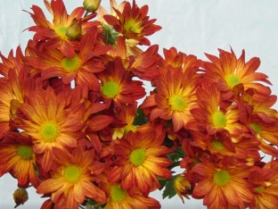 Margarita Col. D. Denniro Nj.