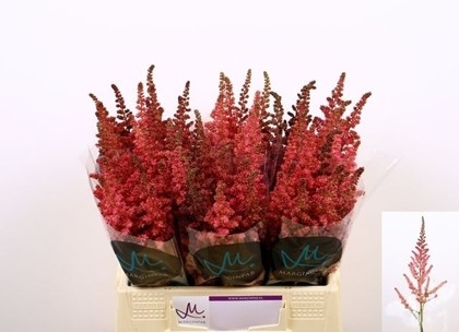 Astilbe Vision Pink 45cm "Marginpar"