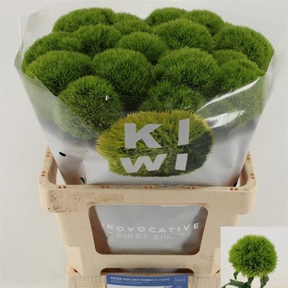 Dianthus Barbatus Green Wicky 50cm "T25"