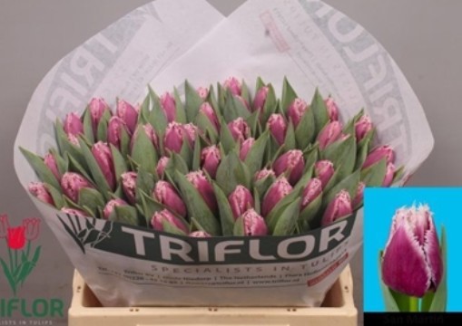 Tulipan Hol. Fr. San Martin 35cm Bic.