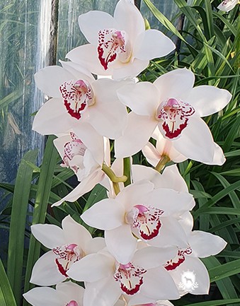 Cymbidium Kings Peak 80cm Bl