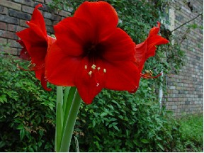Amaryllis Red Lion 60cm