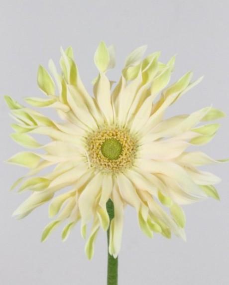 Gerbera Hol. Kv Pastini Carbonara "T25" (AGUA)