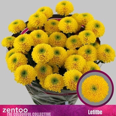 Margarita Hol. Letitbe 100gr Ama.