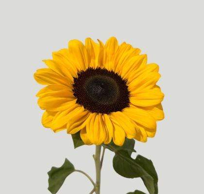 Girasol Nac. C.N. 80cm (7 Dias - 2�)