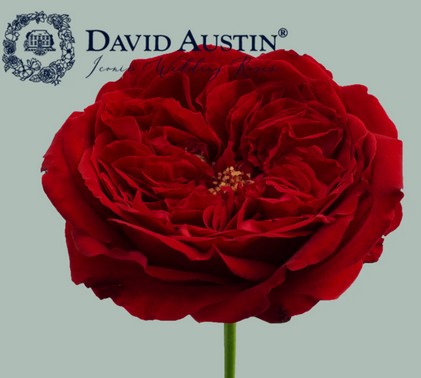 Rosa Ecu. Austin Tess 40cm Rj (7 Dias - 2�)