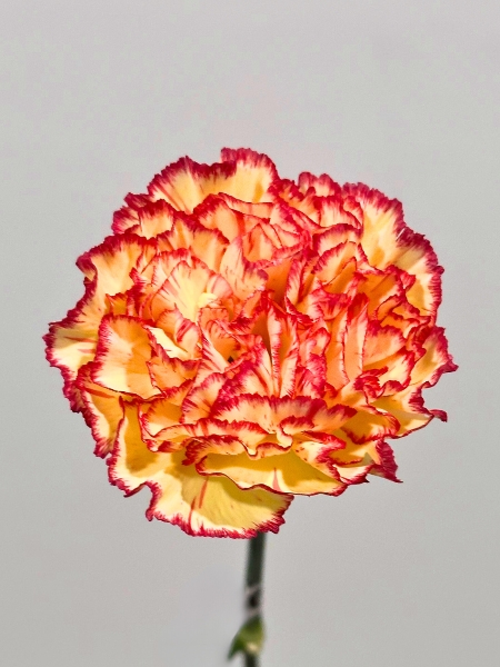 Clavel Nac. 70cm Lorca Bic. (7 Dias - 2�)