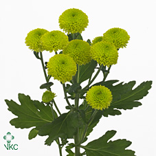 Margarita Hol. Feelingreen 75gr (7 Dias - 2�)