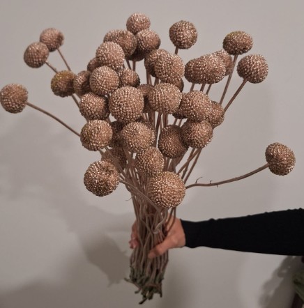 Craspedia Jumbo Pintada Cobre 80cm "T50" (7 Dias - 2�)