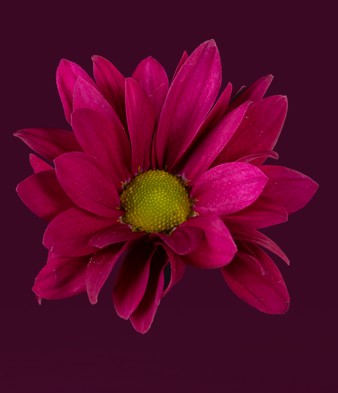 Margarita Hol. Purple star 105gr. Mor. (7 Dias - 2�)