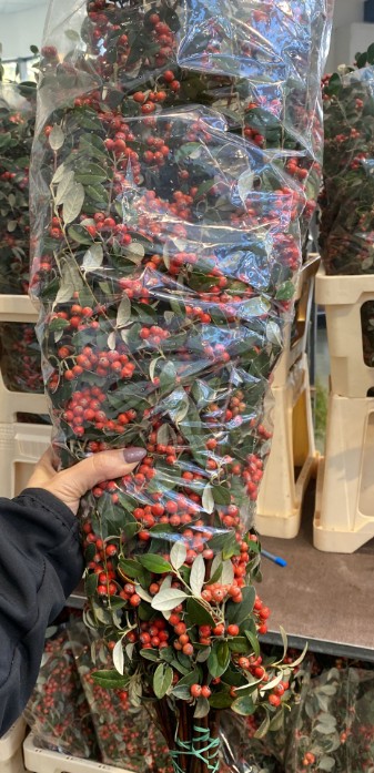 Cotoneaster Italia 70cm "Paquete" (7 Dias - 2�) (7 Dias - 2�)