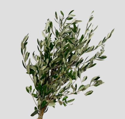 Olivo Italia 70cm 350gr (7 Dias - 2�)