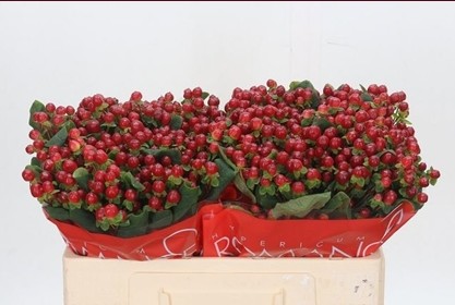 Hypericum Hol. Red Ligh Romance 50cm "T25" Rj.