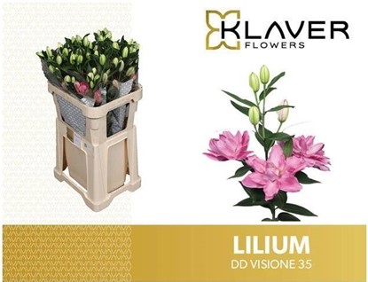 Oriental Hol. Rs. Doble Visione 75cm 3 fl.