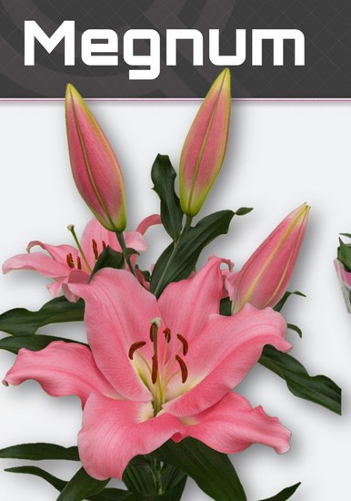 Oriental Hol. Rs. Megnum 100cm 4/5 fl.