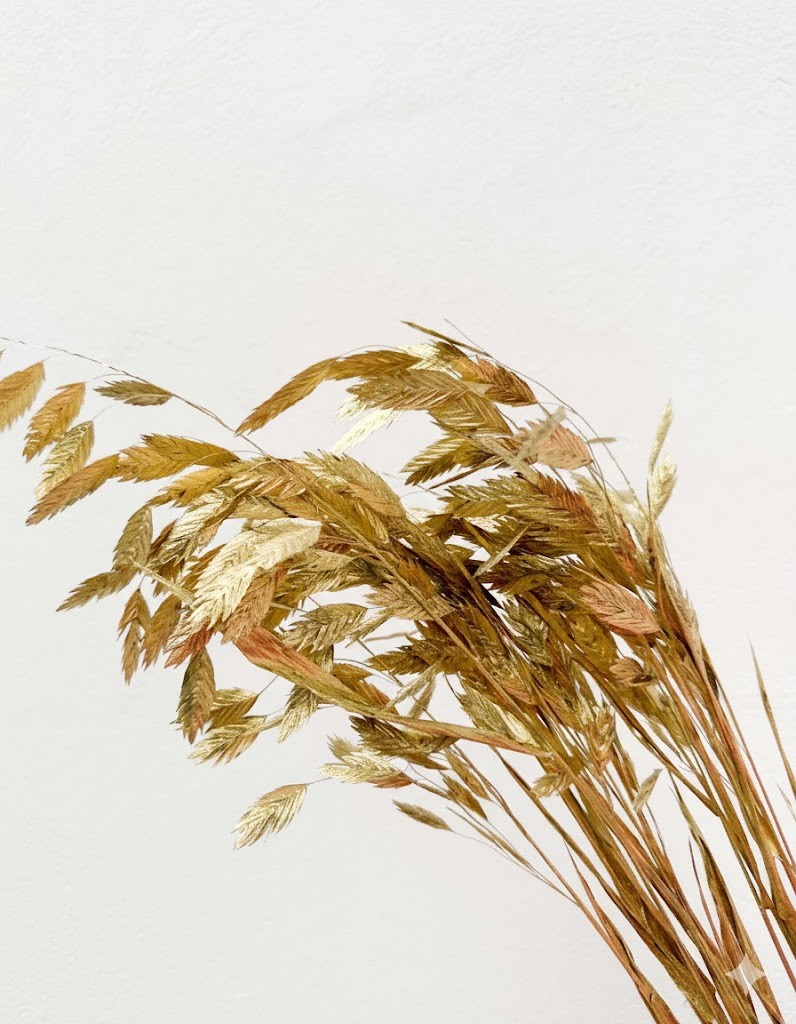 Chasmanthium Latifol Pintado Oro 70cm "T50"