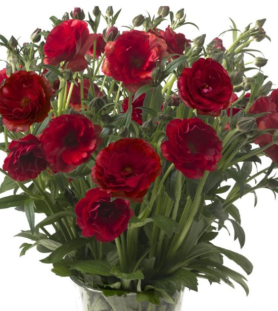 Ranunculos Italia Butterfly Hades 50cm