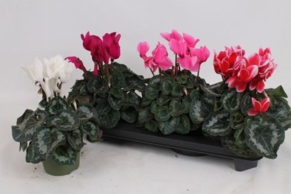 P. Cyclamen Gr Sup Mammoth 13/30cm "CC3"