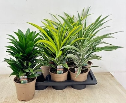 P. Dracena Hol Mix 17/45cm x6