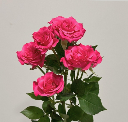 Ramificada Lianne 50cm (7 Dias - 2�)