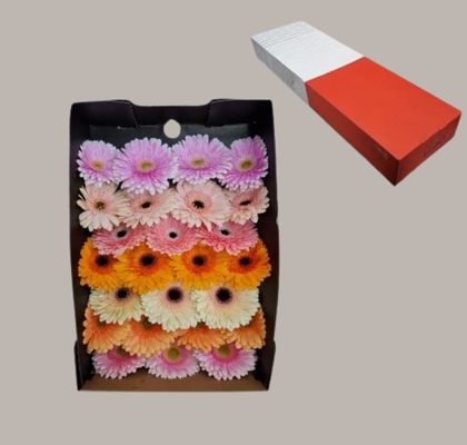 Gerbera Hol. Pastel Mix "T25" (7 Dias - 2�)