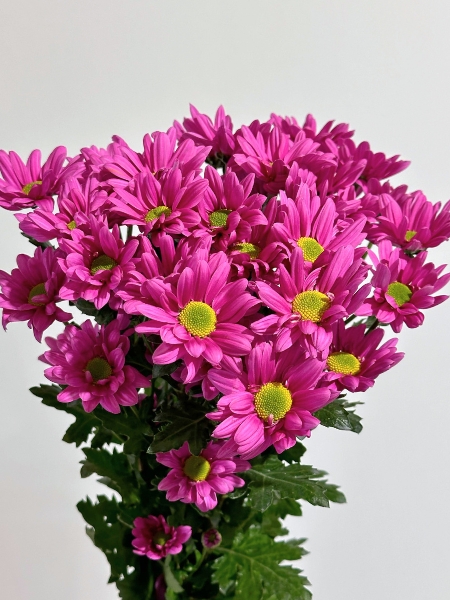 Margarita Nac. Pirus Fucsia 75gr