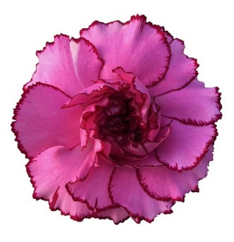 Clavel Nac. 70cm Royal Damascu Bic