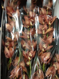 Cymbidium Fredericka 80cm (7 Dias - 2�)