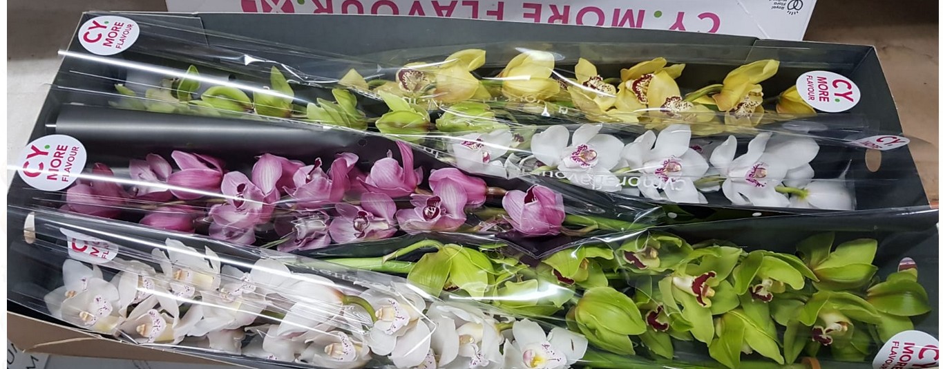 Cymbidium Mixta 80cm " Kuekerij " (7 Dias - 2�)