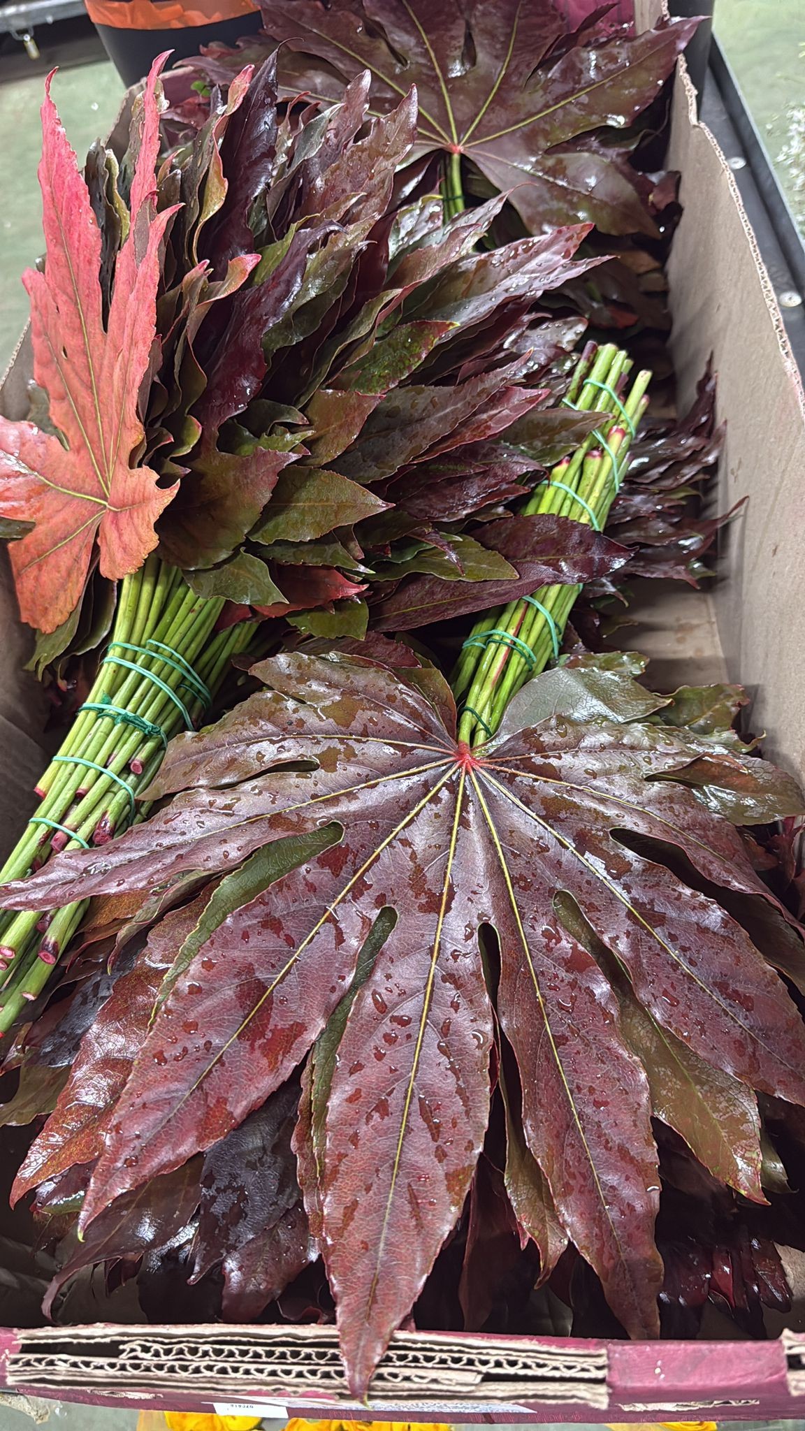 Aralia Italia 55cm Red Absorcion (7 Dias - 2�)