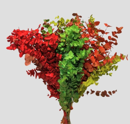 Eucalipto Cinerea Pintado "200gr" Arlecchino (7 Dias - 2�)