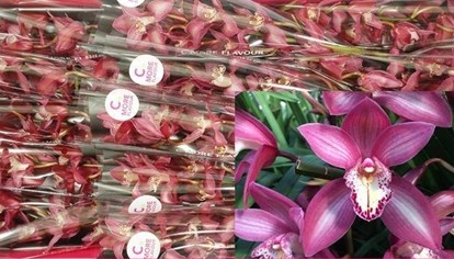 Cymb Mini Ina 50cm x10  Rs. (7 Dias - 2�)