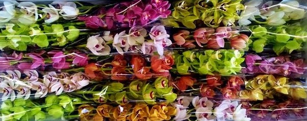 Cymb Mini Mixta 50cm (7 Dias - 2�)