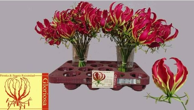 Gloriosa Rothschild 20cm (7 Dias - 2�)