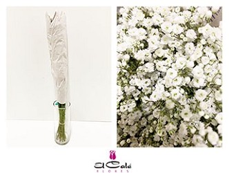 Paniculata Ecu. Million Star 750gr "T25" (7 Dias - 2�)