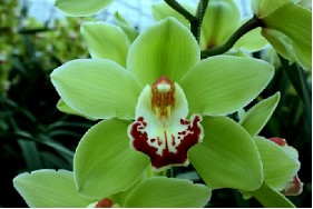Cymbidium Machteld 80cm Vd. (7 Dias - 2�)
