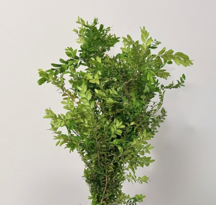 Boj Italia "Buxus" 60cm 200gr "Paquete" (7 Dias - 2�)