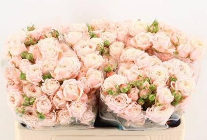 Ramificada Nynke 50cm