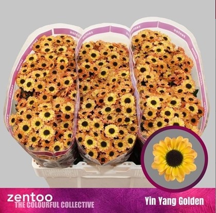 Santini Yin Yang Golden  1100gr "T25" Am.