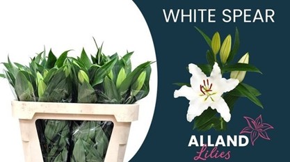 Oriental Hol. Bl. White Spear 70cm 2 fl.