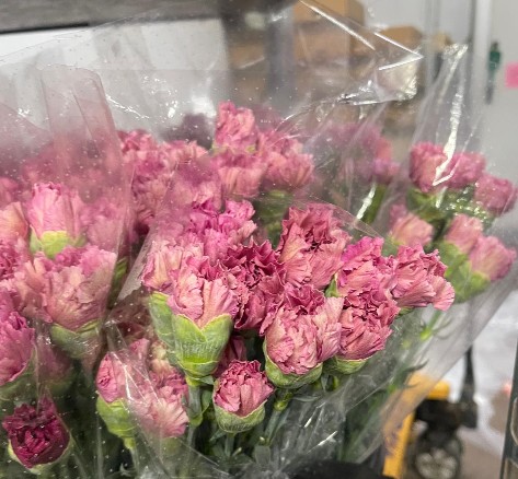 Clavel Nac. 70cm Lavanda