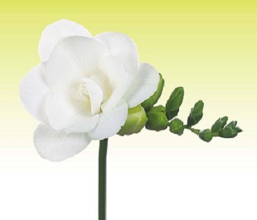 Fresia Hol. Essence 60cm 19gr "T50" Bl.