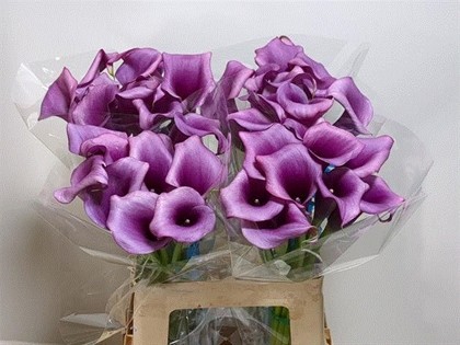Calla Durban 40cm Vio.