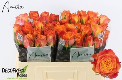 Rosa Hol. New Horizon 50cm Nj.