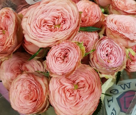 Ramificada Hawi 60cm Rs.